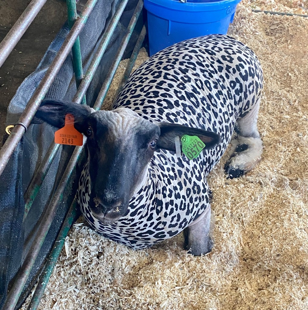 Sheep lying down in a leopard-print onesie.
