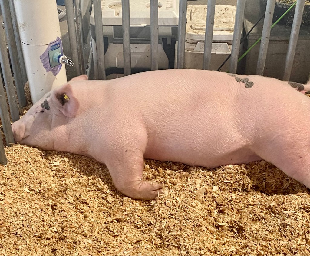 Pink pig sacked out on a bed of shavings. He looks exhausted.